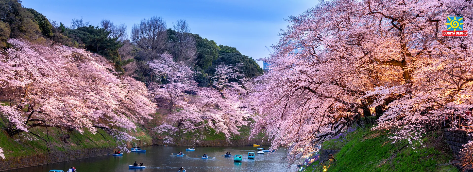 Duniya Dekho Wonders of Japan Cherry Blossom